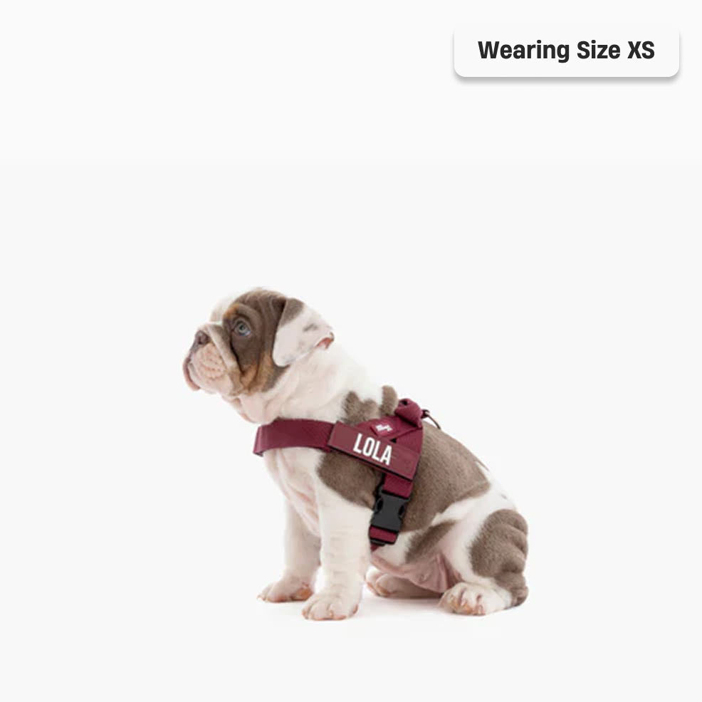 Dog Harness - Burgundy