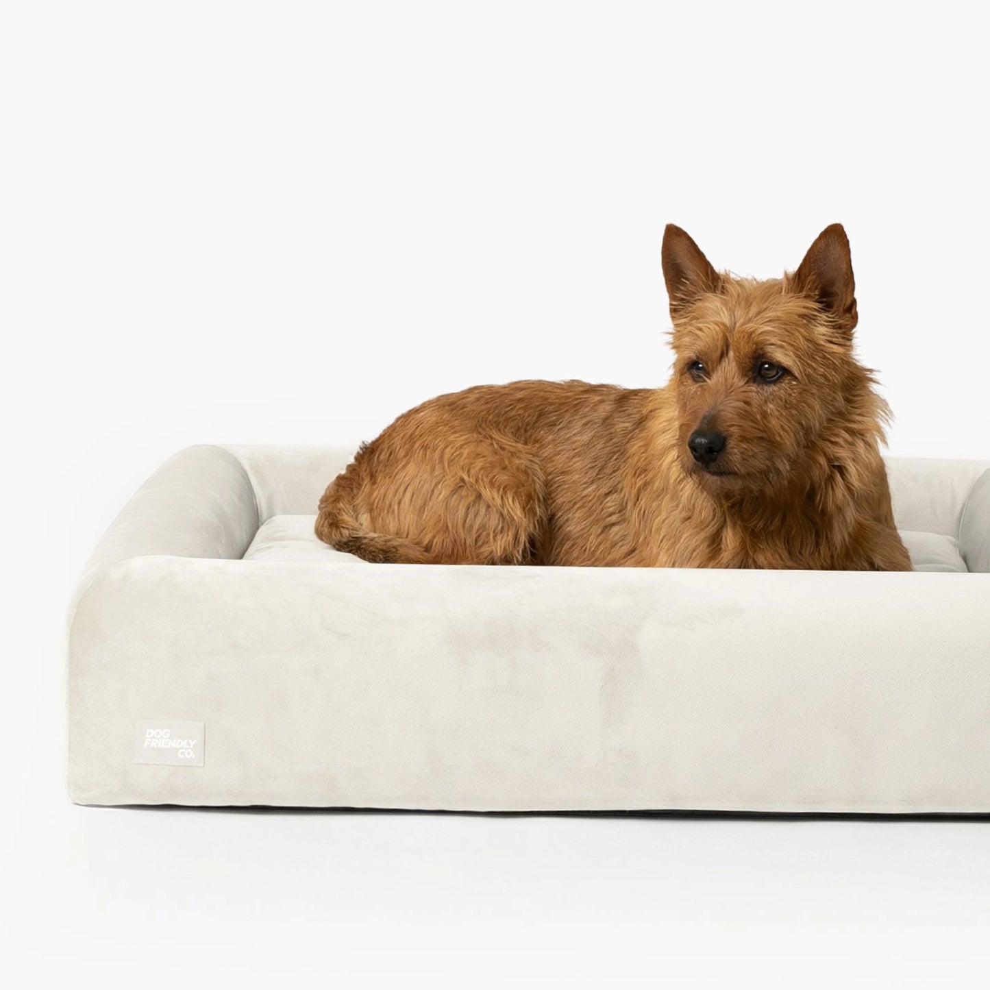Premium Orthopedic Memory Foam Dog Bed - Beige (Medium) (Preorder)