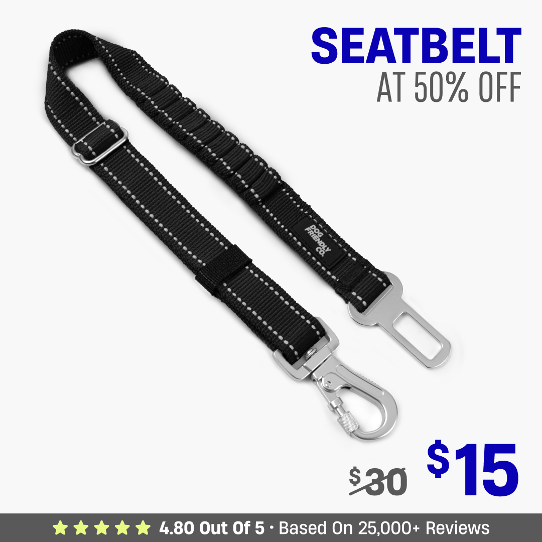 Dog Seat Belt