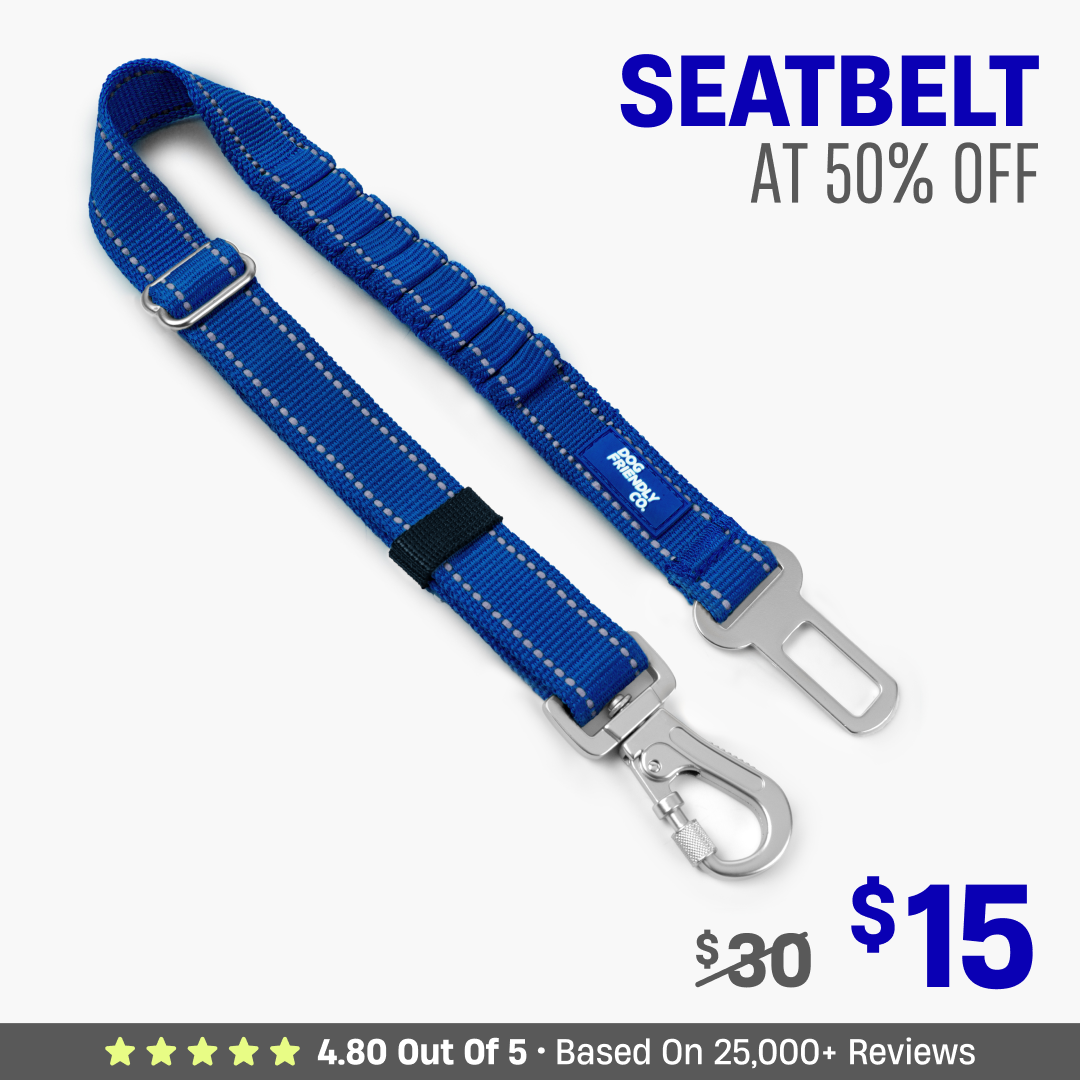 Dog Seat Belt