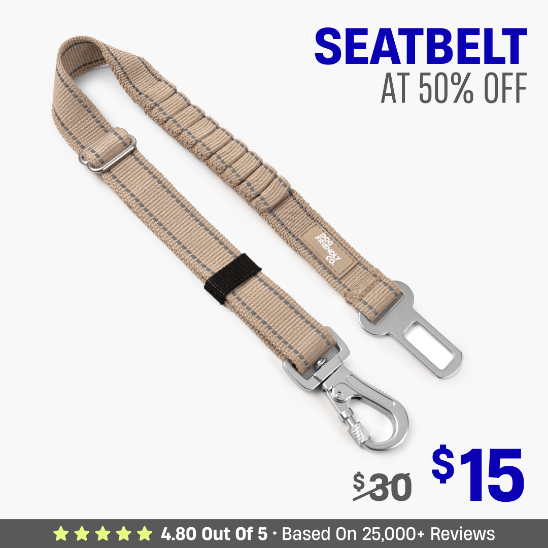 Dog Seat Belt