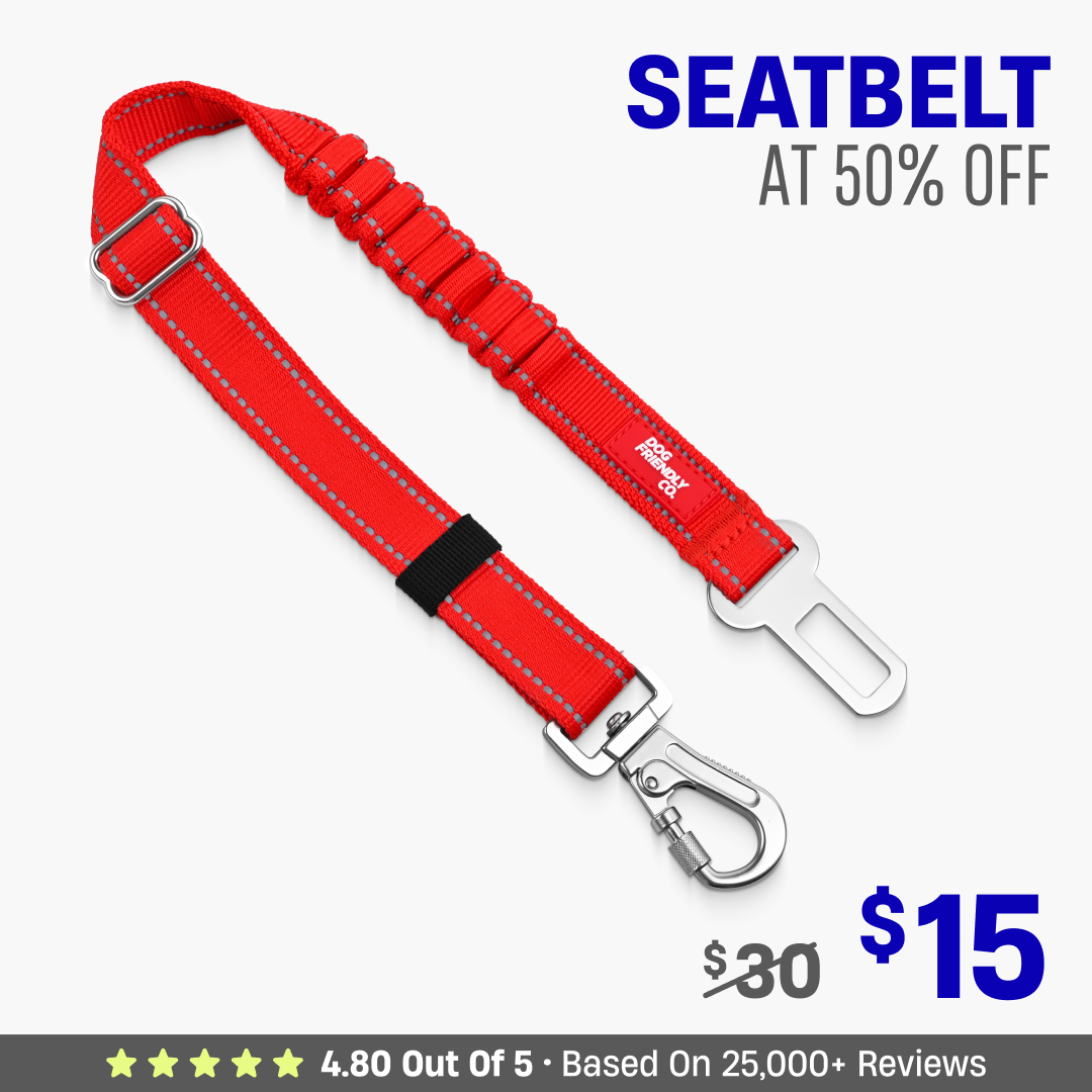 Dog Seat Belt