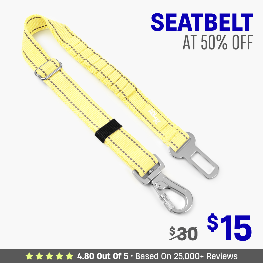 Dog Seat Belt