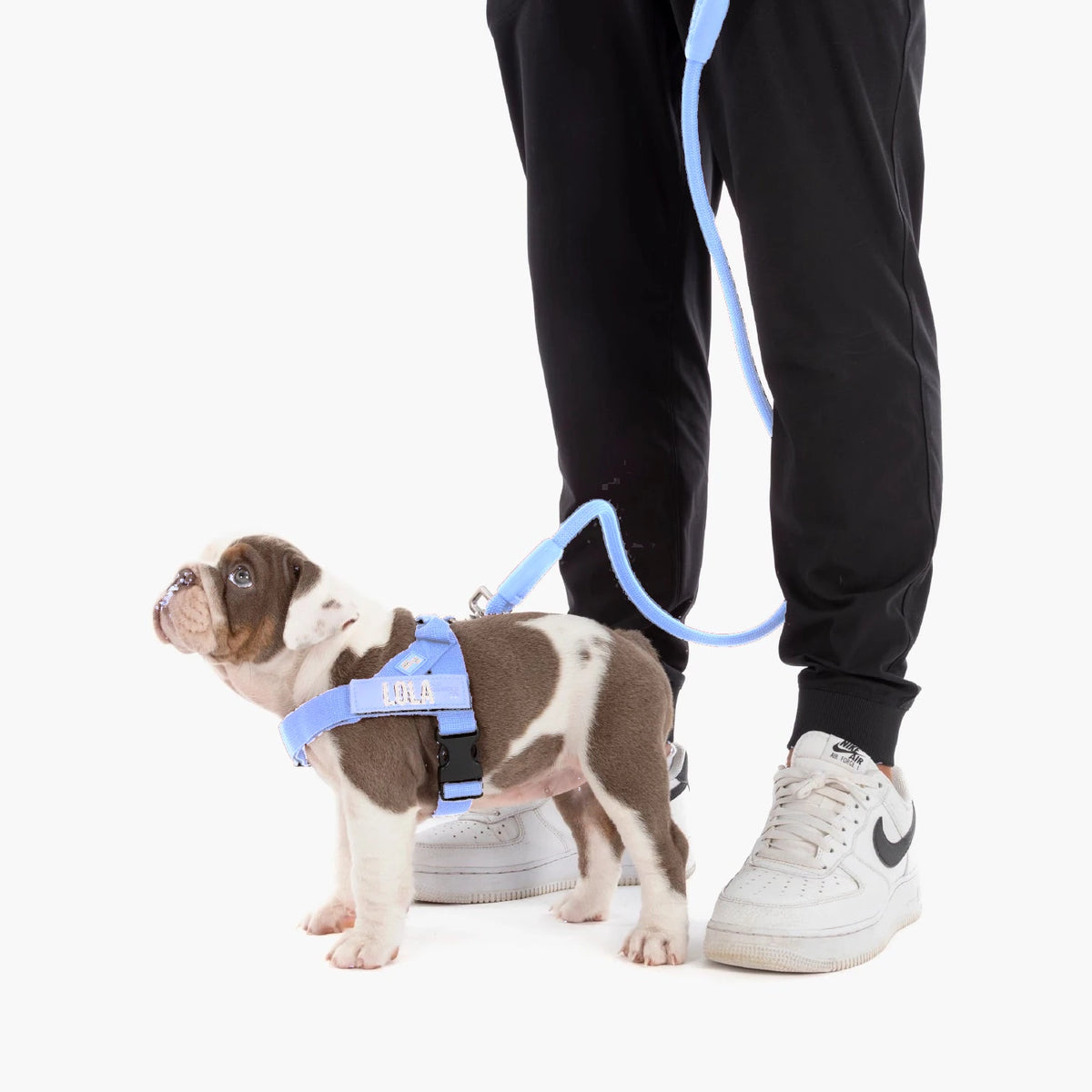 Bulldog puppy in the Air harness with the name LOLA, on the bungee leash
