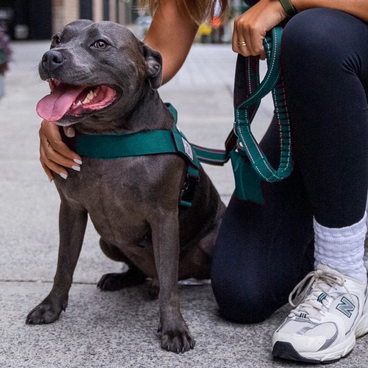 Smiling Staffy in the Forest harness and bungee leash, held by its owner on a street