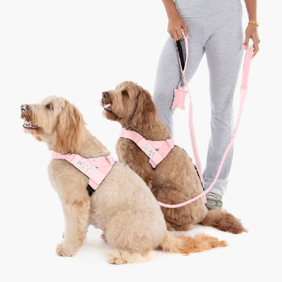 Two doodles in Sakura harnesses with the names MOOSE and BEAR, their owner holding the bungee leash and poop bag holder