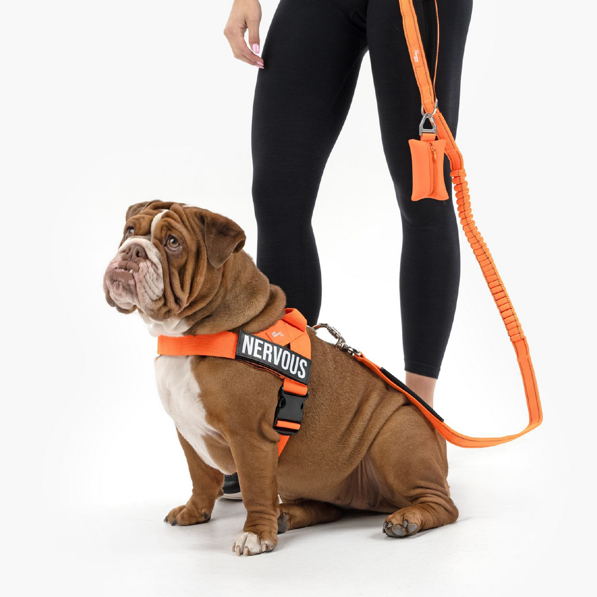 English bulldog sitting on a white background in the orange Dog Friendly Co. harness, led on the matching orange bungee leash