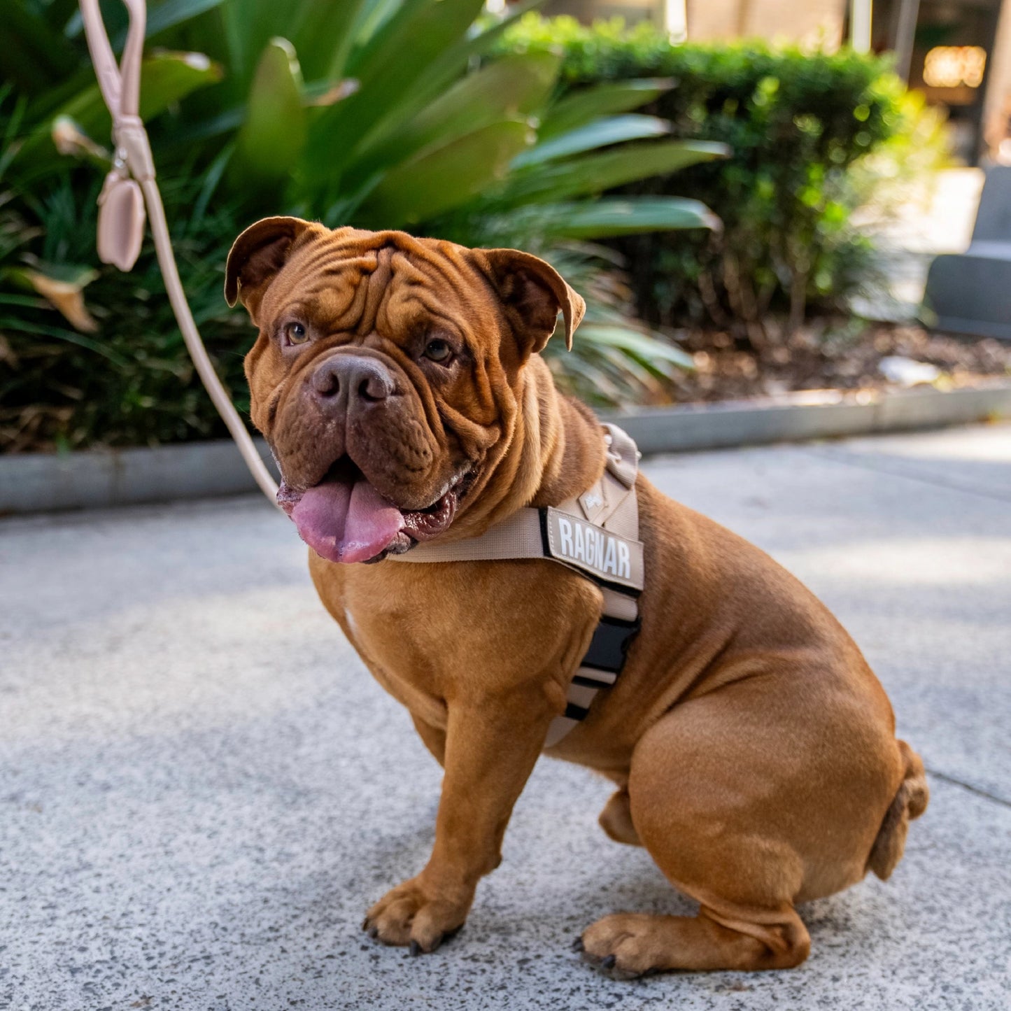 Signature Kit - Brown