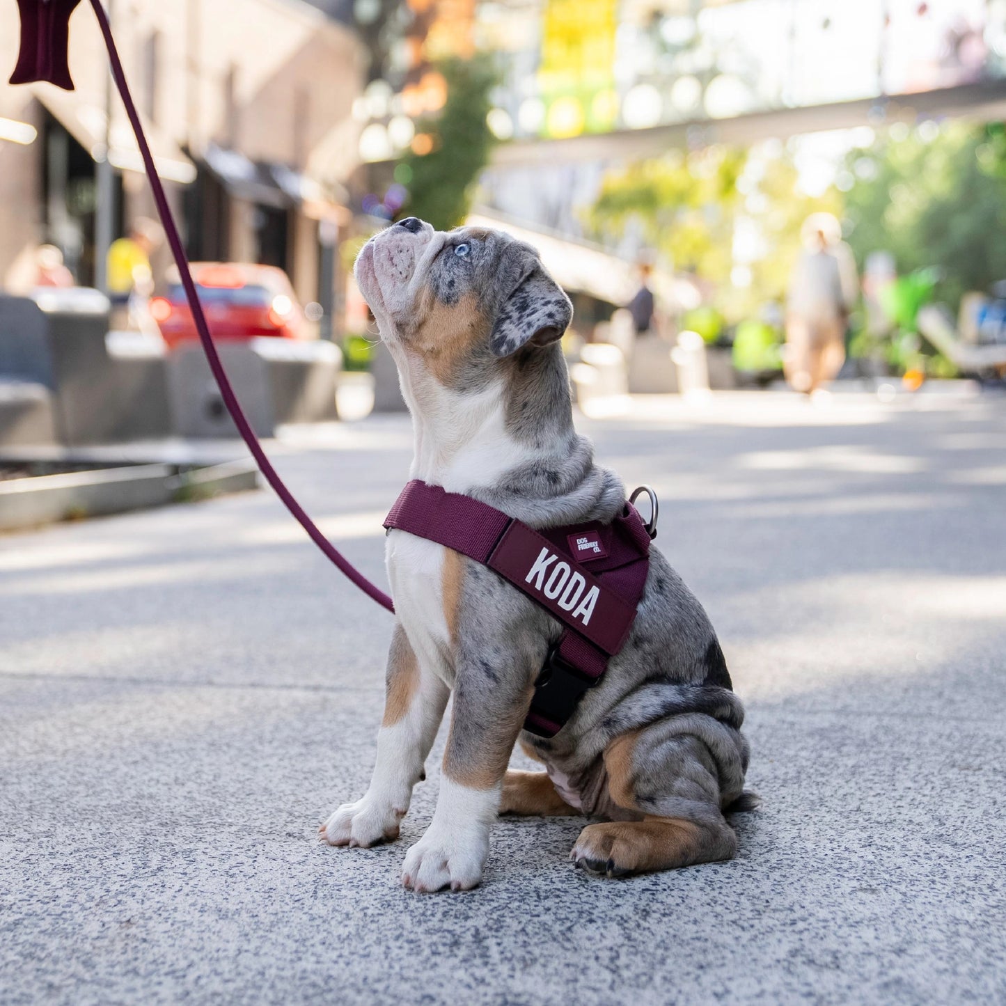 Signature Kit - Burgundy