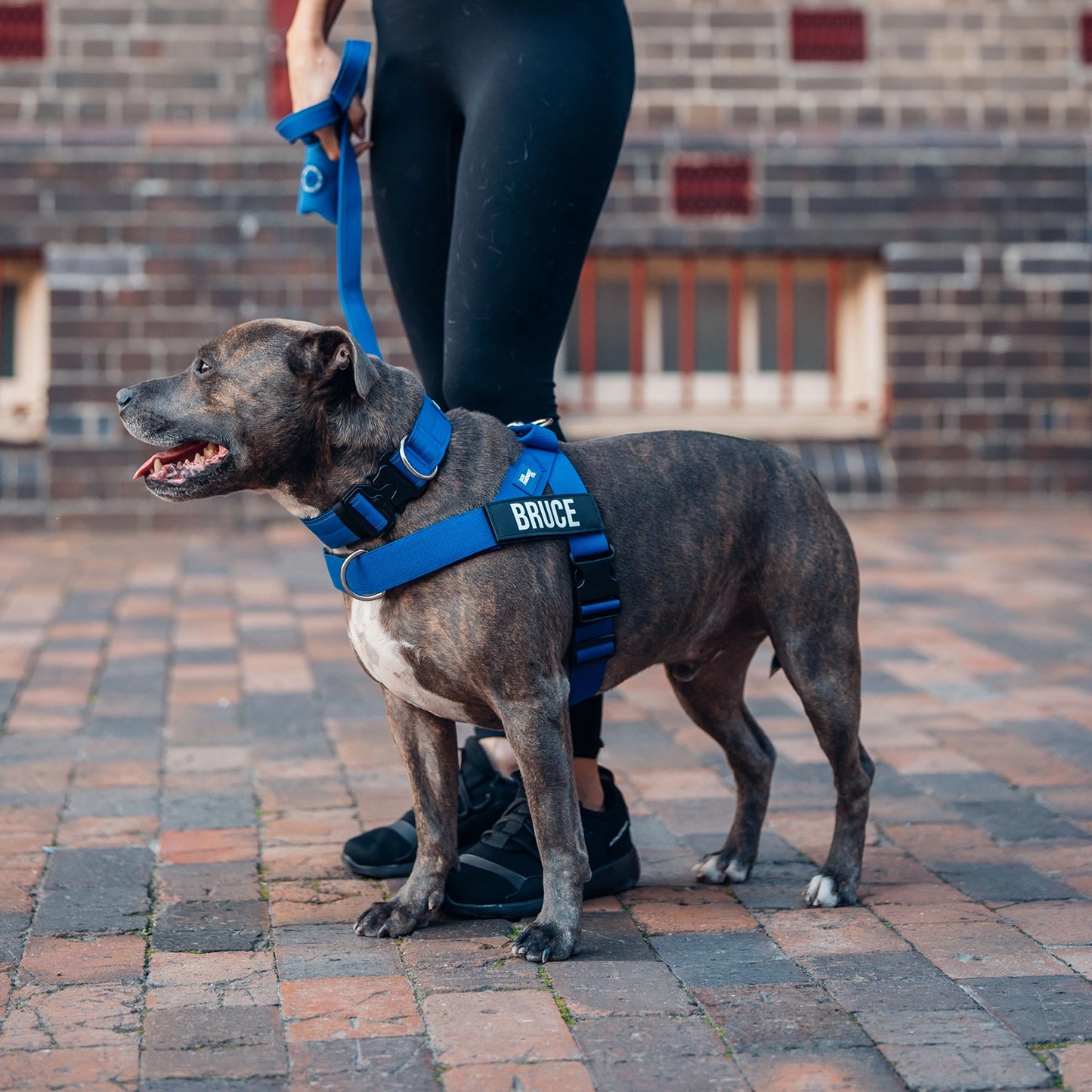 Ultimate No-Pull Bundle - Classic Blue