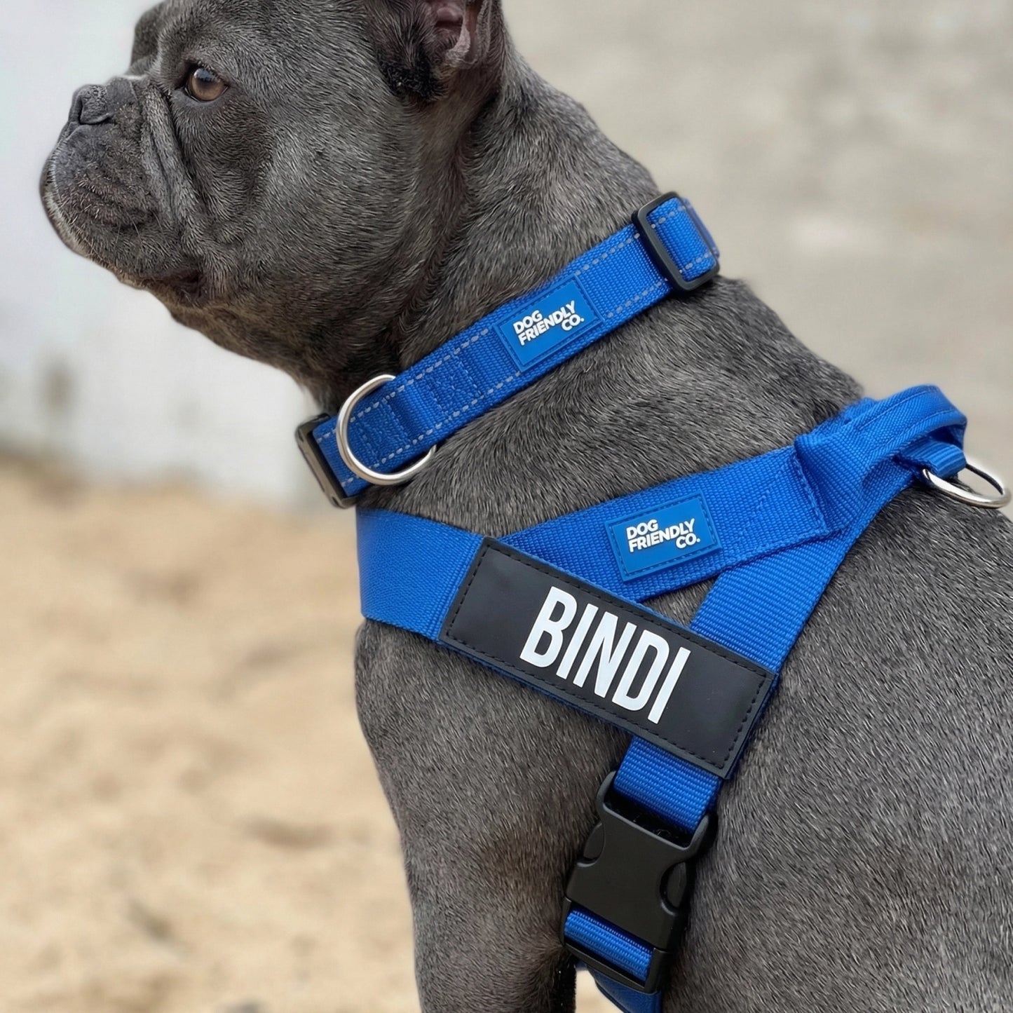 Ultimate No-Pull Bundle - Classic Blue