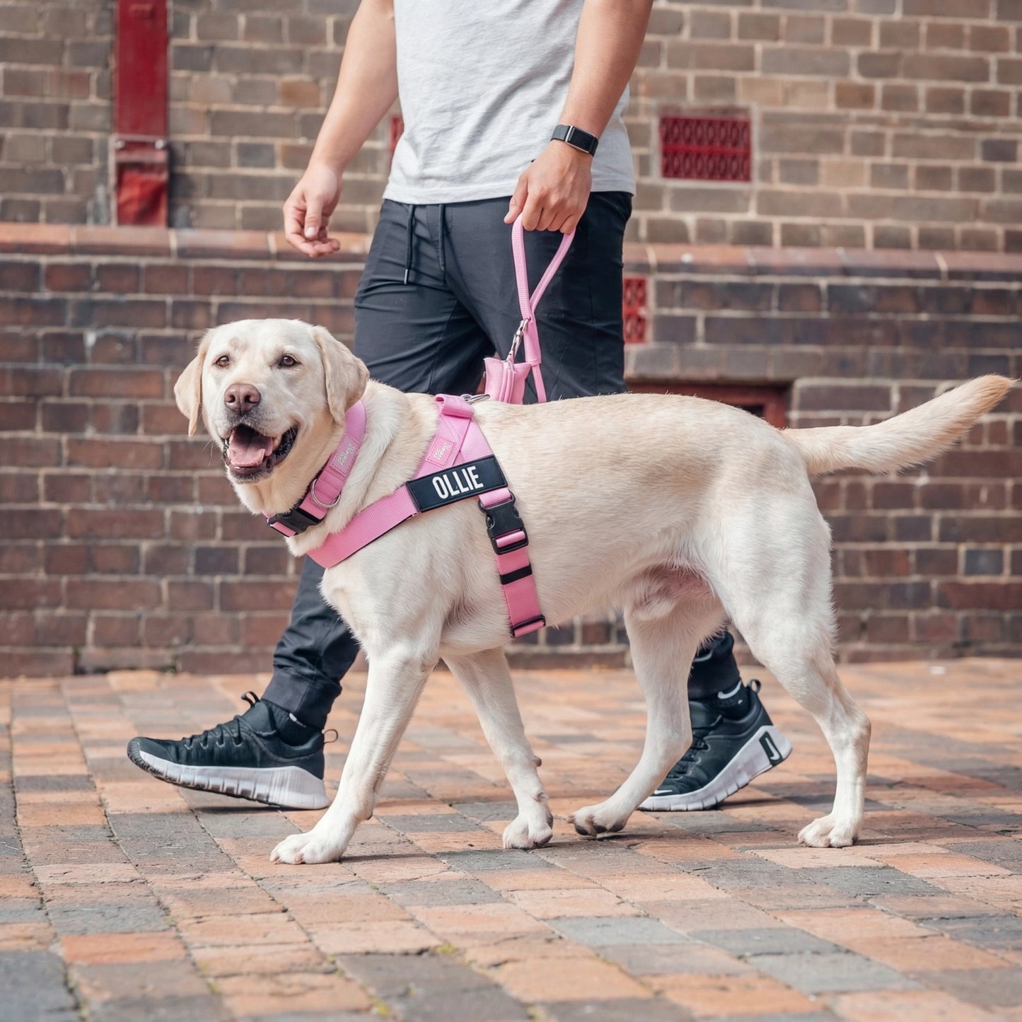 Ultimate No-Pull Bundle - Pink