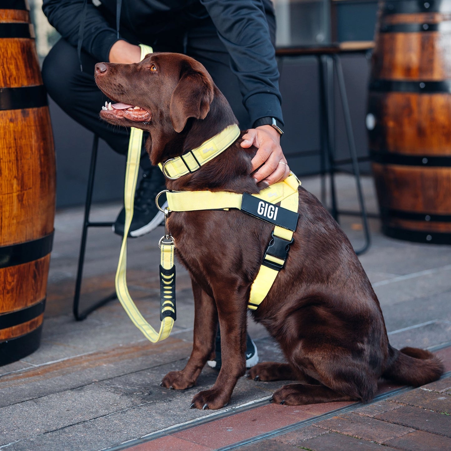 Ultimate No-Pull Bundle - Yellow