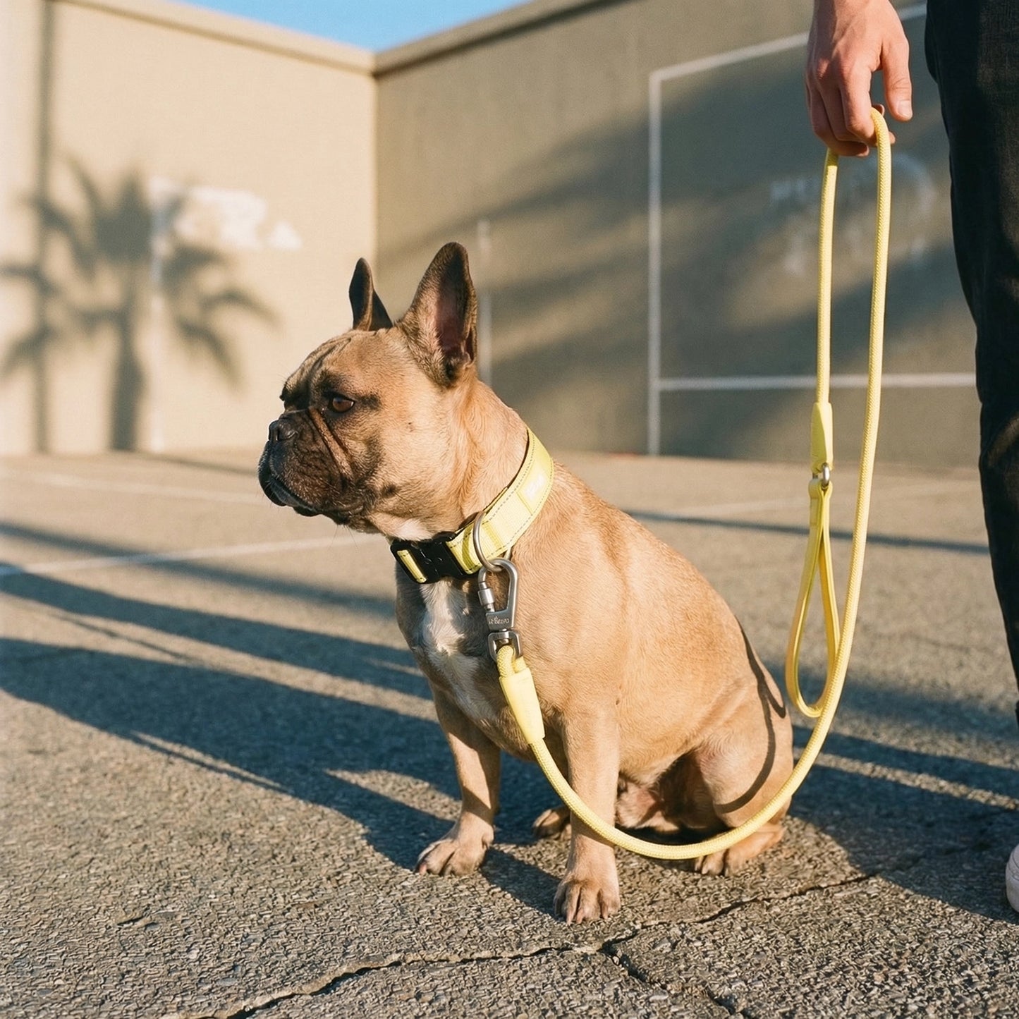 Ultimate No-Pull Bundle - Yellow