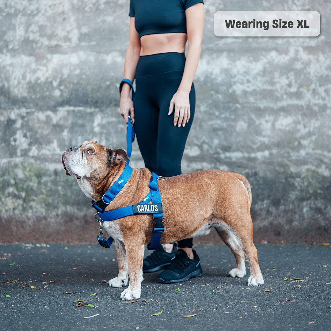 Ultimate No-Pull Bundle - Classic Blue