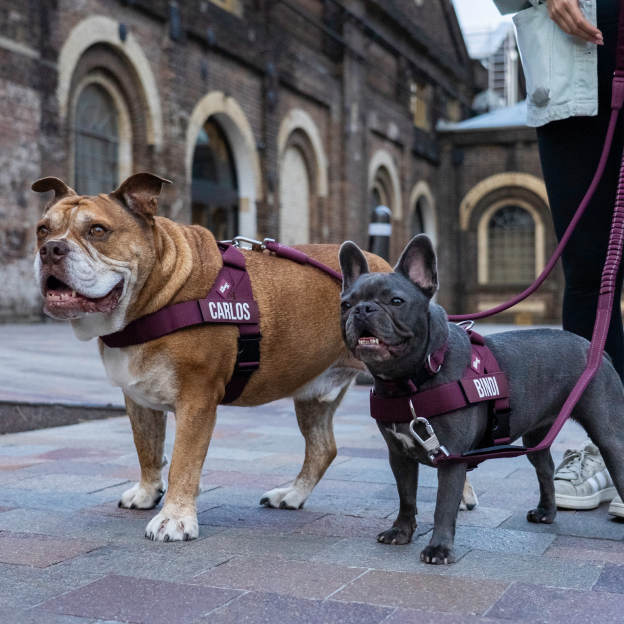 Ultimate No-Pull Bundle - Burgundy