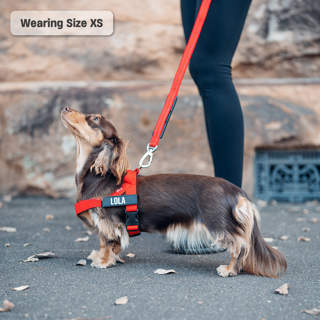 Ultimate No-Pull Bundle - Red