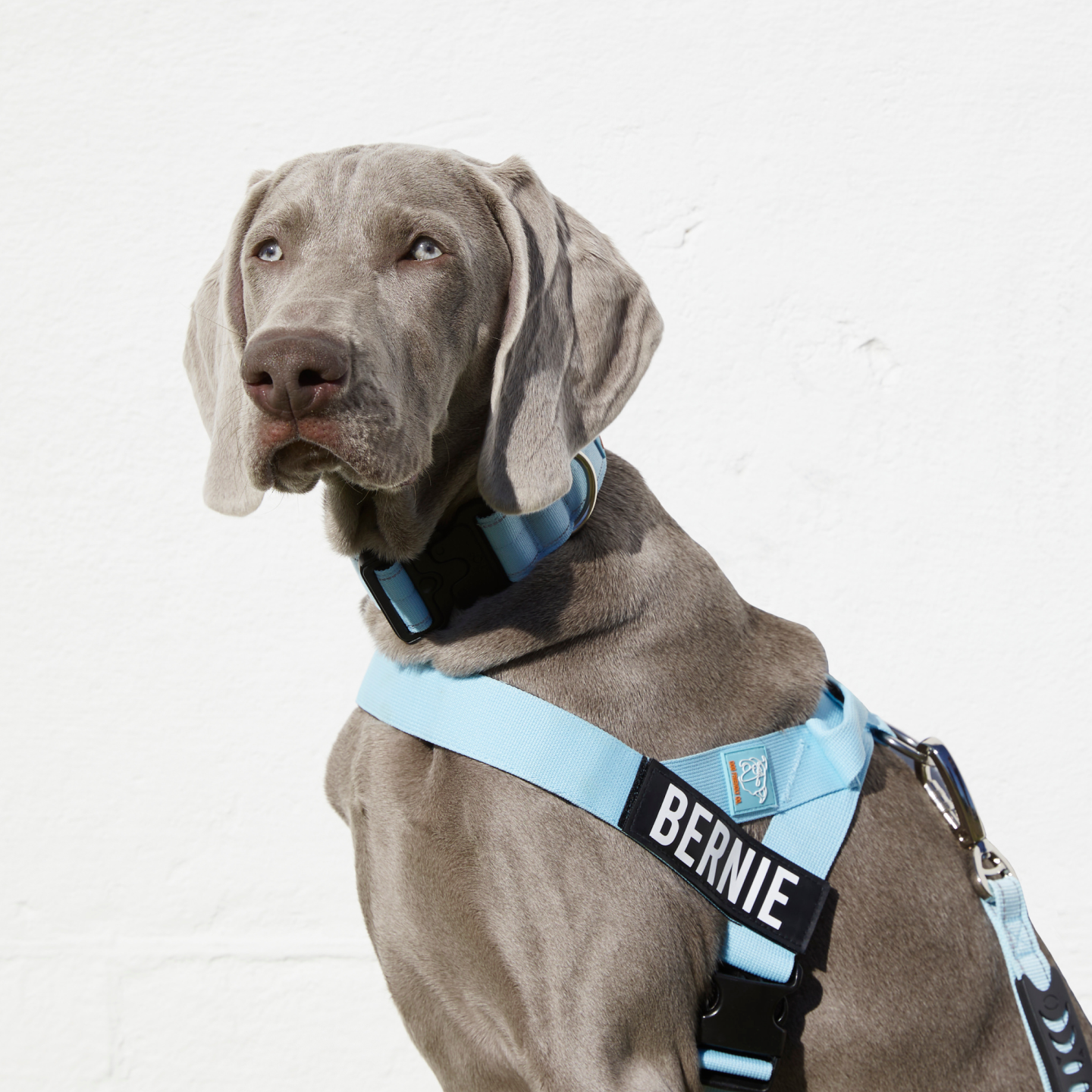 Ultimate No-Pull Bundle - Sky Blue