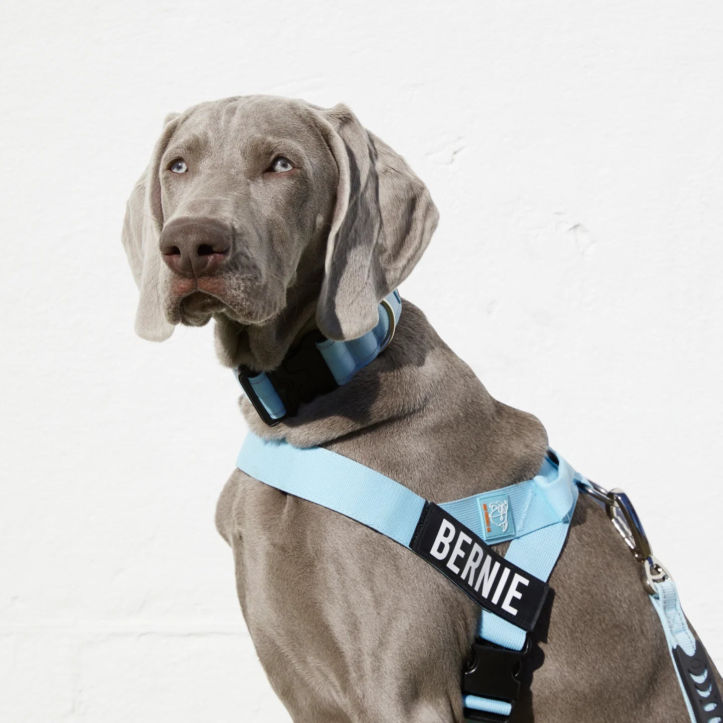 Ultimate No-Pull Bundle - Sky Blue