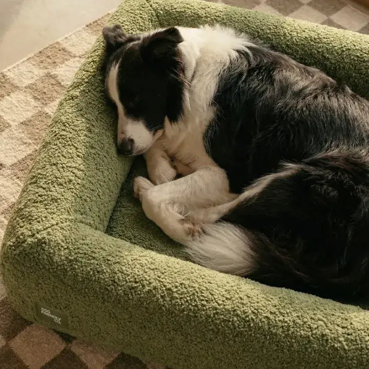 A border collie curled up asleep in a green bouclé bed