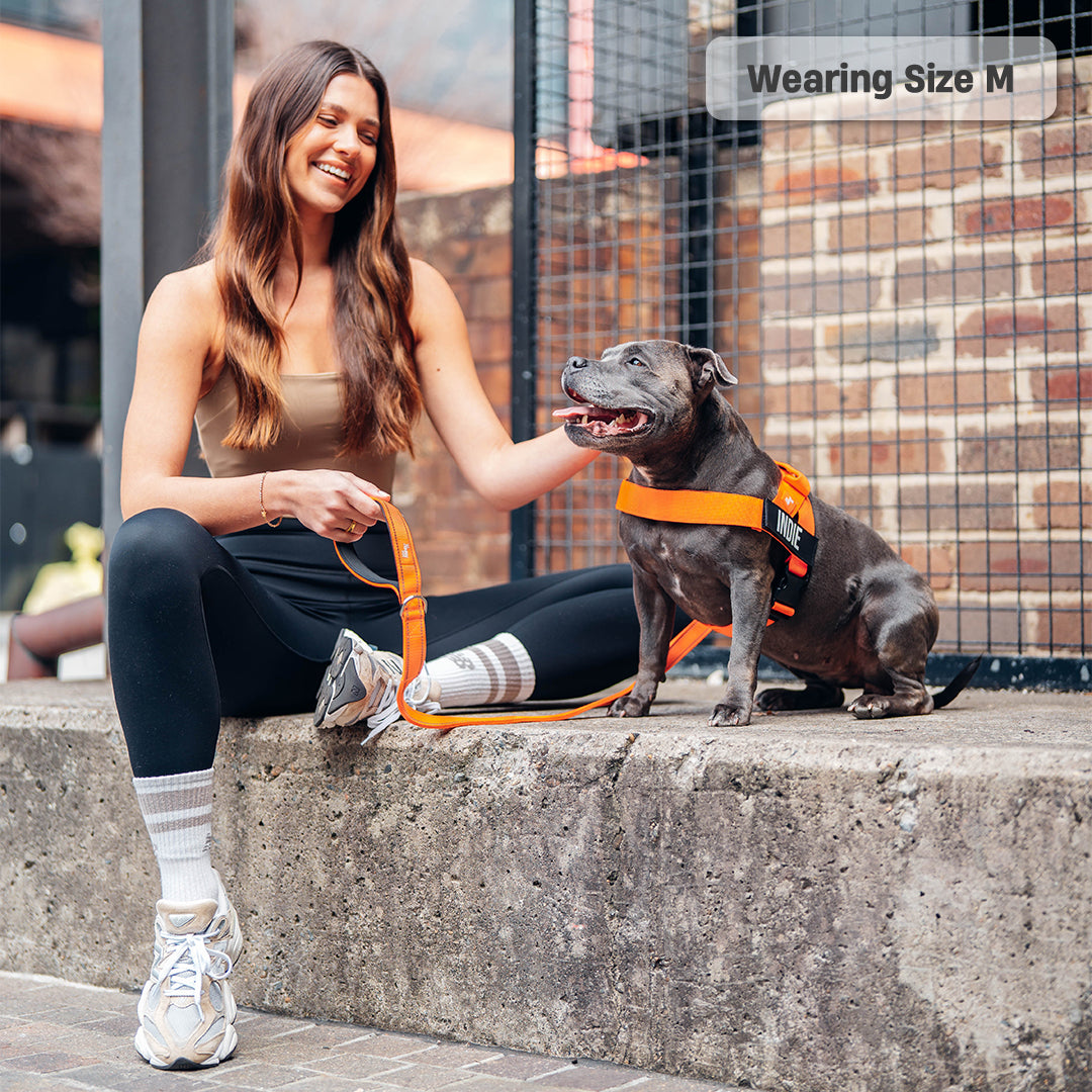 Dog Harness - Orange