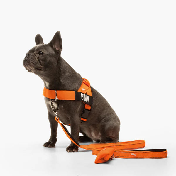 Dog Harness + FREE D-ring