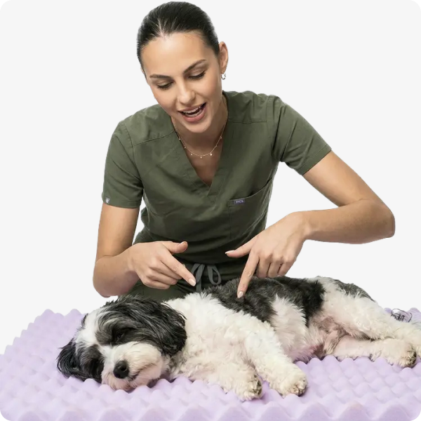 A vet examining a dog on the Dog Friendly Co bed