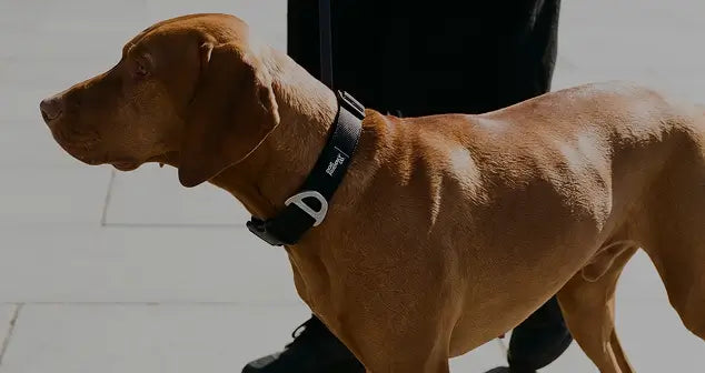 Shop Collars