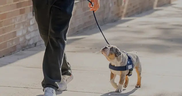 Shop Leashes