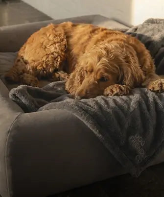 Shop Dog Beds