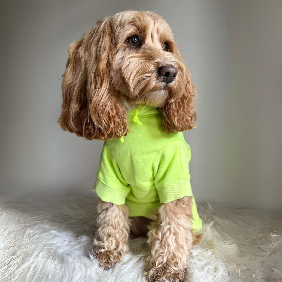 Winter Dog Hoodies - Neon Green