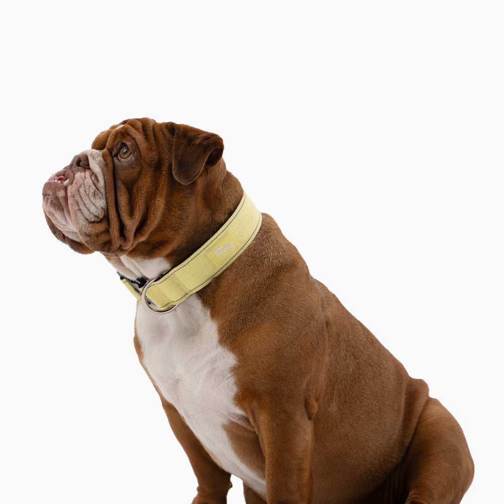 Ultimate No-Pull Bundle - Yellow