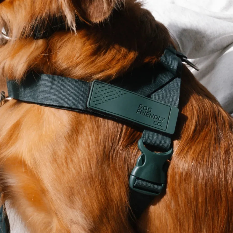 Deep green harness on a golden dog